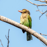 Brown headed barbet