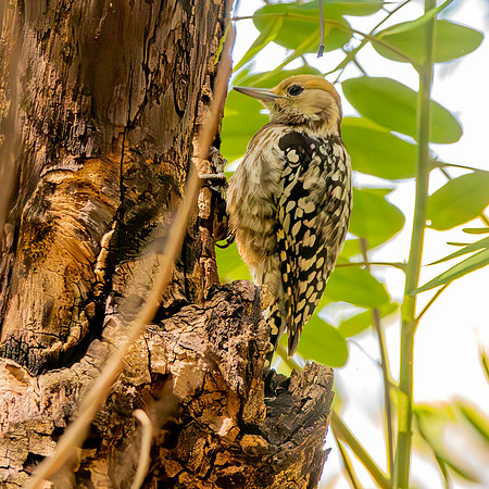 Yellow crowned woodpecker, female