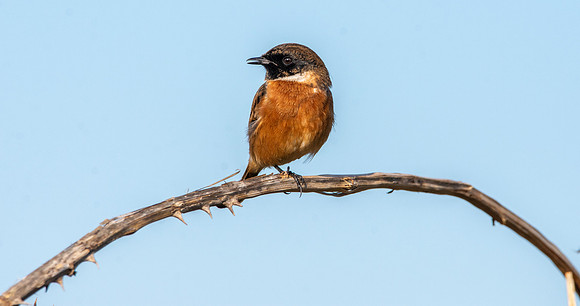 Stonechat