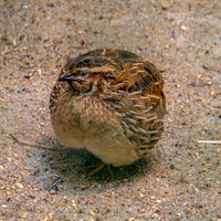 Common quail