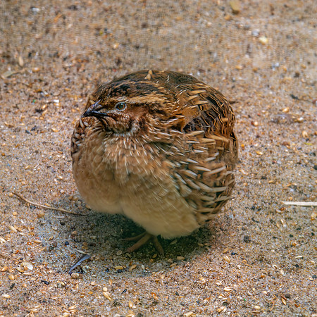 Common quail