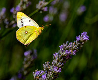 Pale clouded yellow