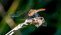 Ruddy darter