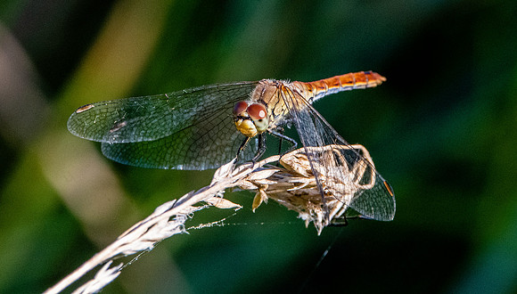 Ruddy darter