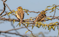 Black breasted weaver
