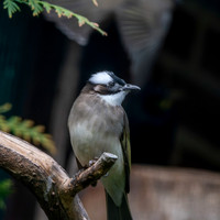 Light vented bulbul