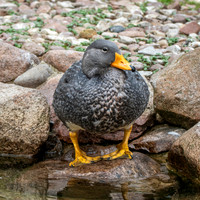 Fuegian steamer duck