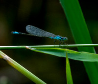 Blue-tailed damselfly