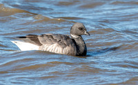 Brent goose
