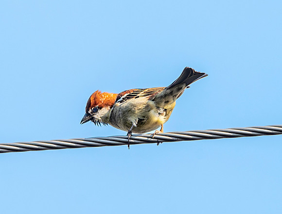 Russet sparrow