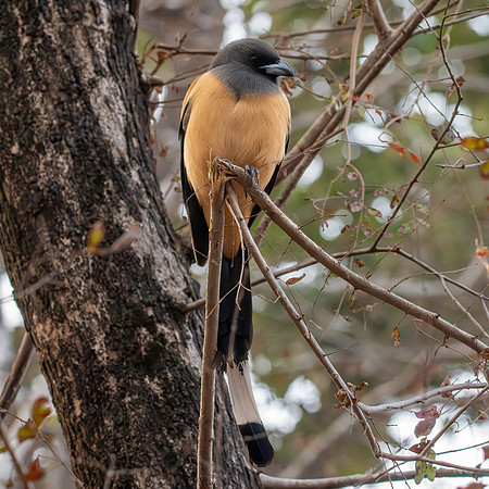 Rufous treepie