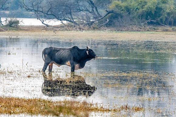 Kasaragod gidda cow
