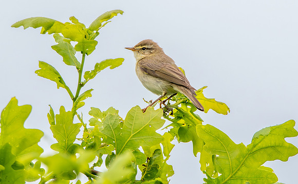 Willow warbler