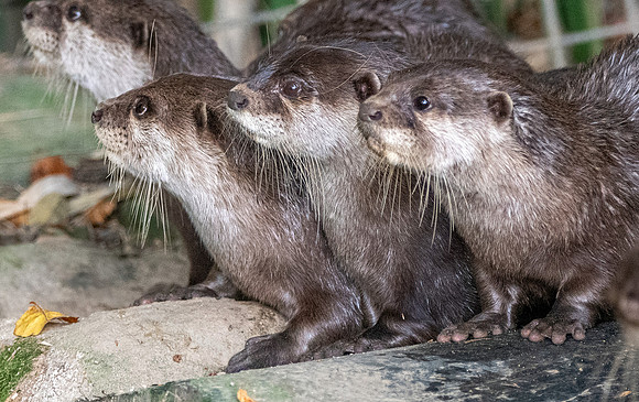 Asian small clawed otter