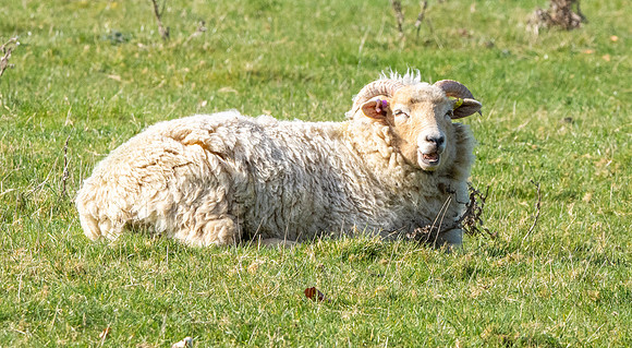 Portland sheep