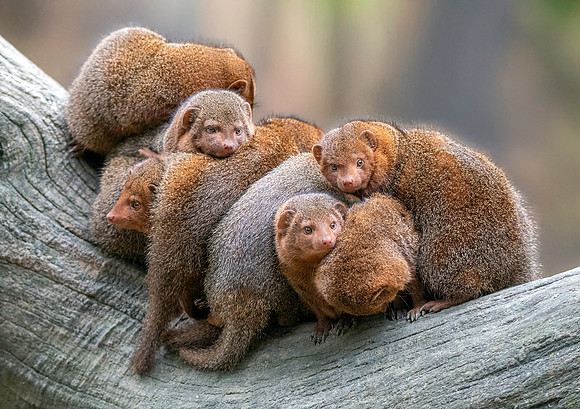 Dwarf mongoose