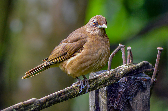 Clay coloured robin/thrush