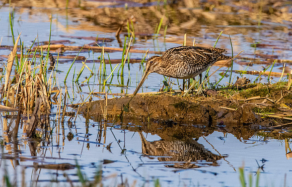 Common snipe