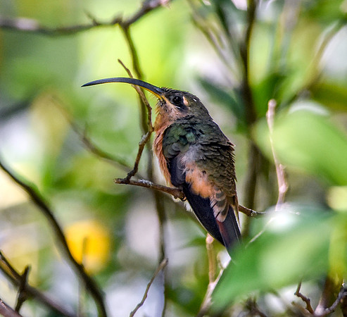 Long billed hermit hummingbird