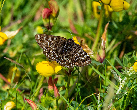 Mother Shipton moth