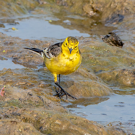Citrine wagtail