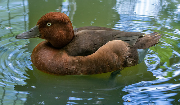 Ferruginous duck