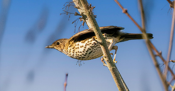 Song thrush