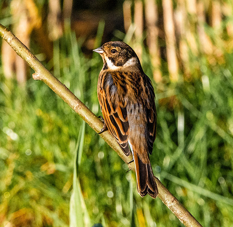 Reed bunting