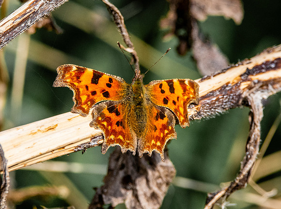 Comma butterfly