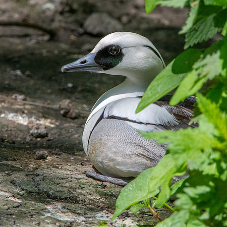 Smew, male