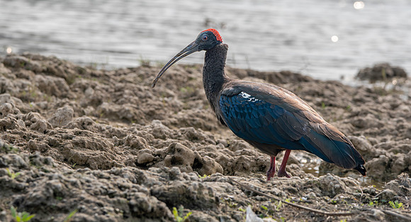 Red naped ibis