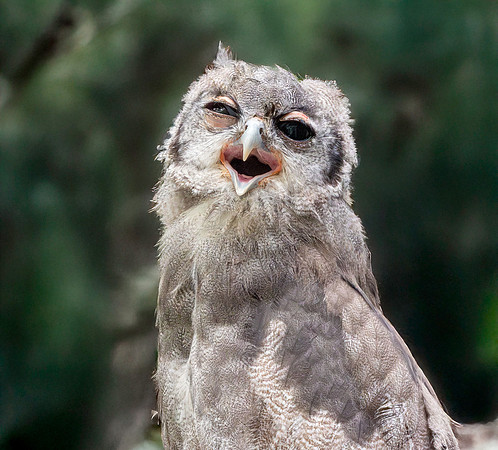 Verreaux's eagle owl