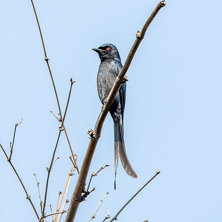 Ashy drongo