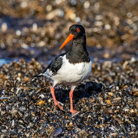 Oystercatcher