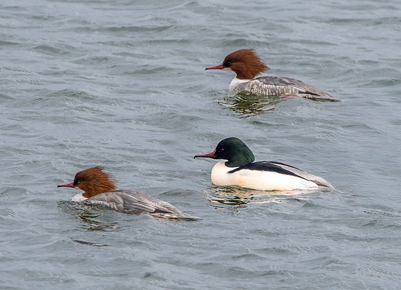 Goosander male & female