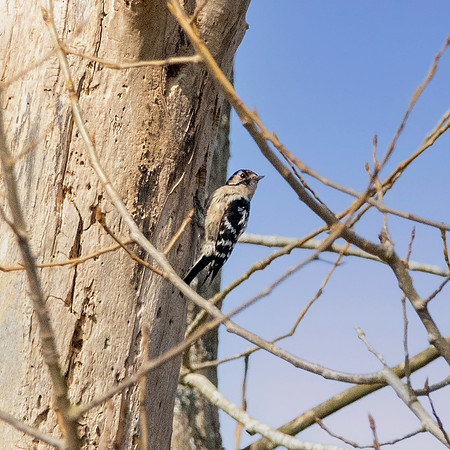 Lesser spotted woodpecker
