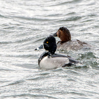 Ring necked duck