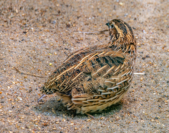 Common quail