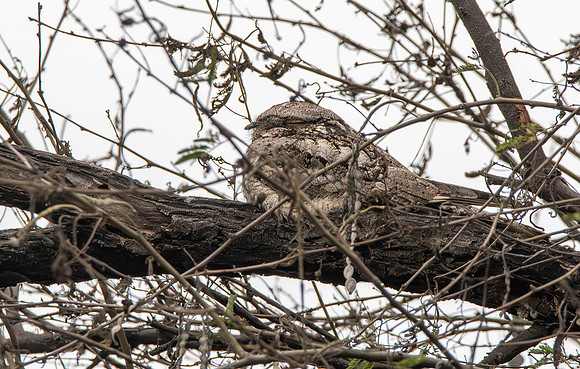 Grey nightjar
