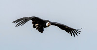 Andean condor