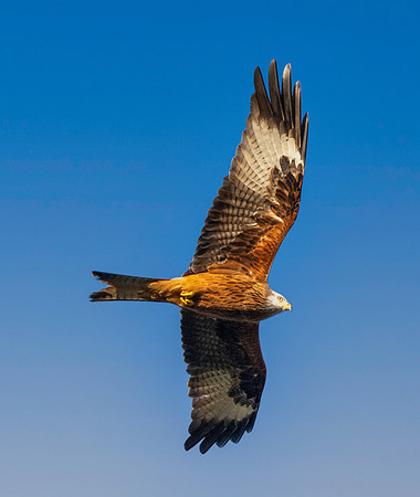 Red kite