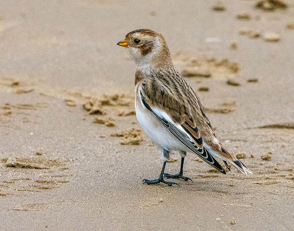 Snow bunting