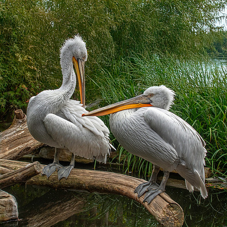 Dalmation pelican