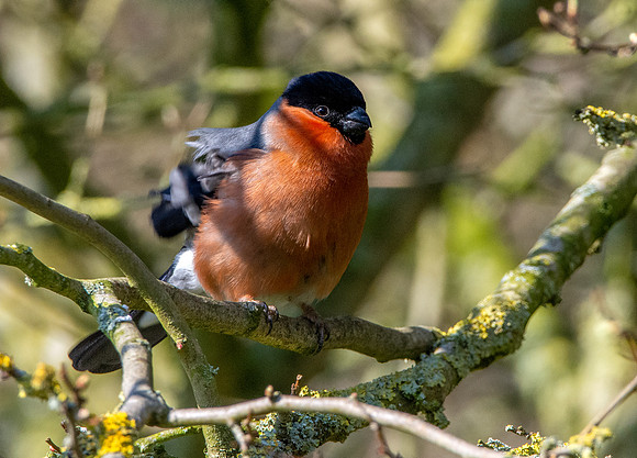 Bullfinch, male