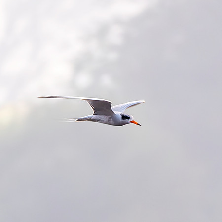 Black bellied tern