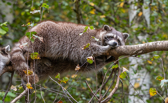 Raccoon