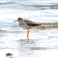 Common redshank