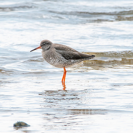 Common redshank