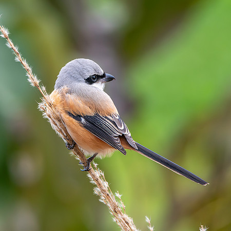 Long tailed shrike