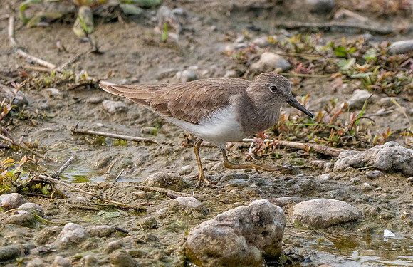 Temminck's stint